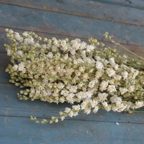 Dried Larkspur Bunch