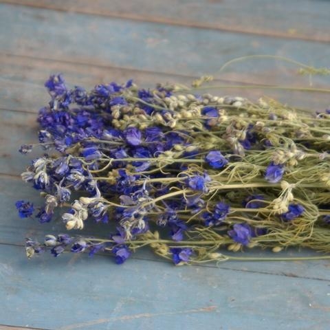 Dried Larkspur Bunch