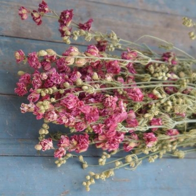 Dried Larkspur Bunch