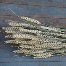 Dried Wheat Bunch